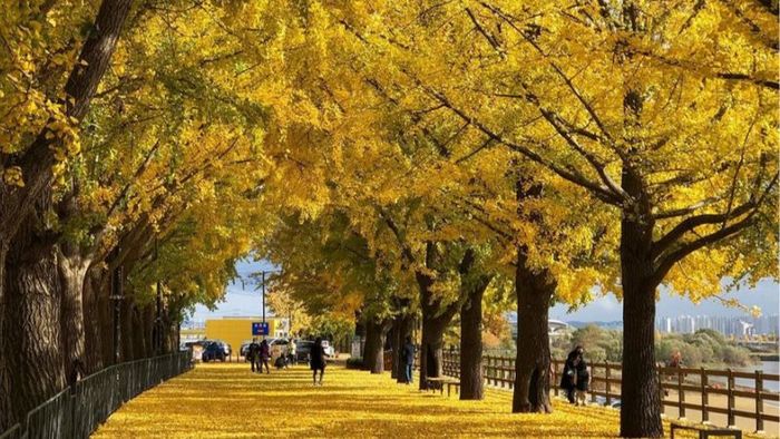 Travel to South Korea in autumn at Hongcheon Ginkgo Forest