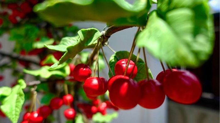 Yamagata Cherry Festival featuring ripe, juicy cherries