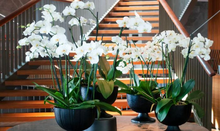 Chọn vị trí, không gian đặt hoa là yếu tố quyết định đến vẻ đẹp của hoa