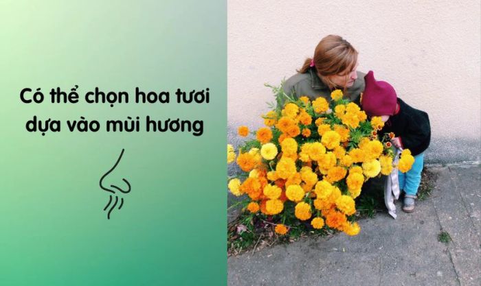 Bí quyết chọn hoa vạn thọ để cắm ngày Tết