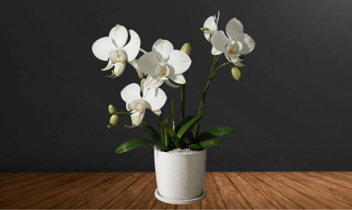 Mẫu cắm hoa lan ngày Tết với vẻ thanh lịch và sang trọng