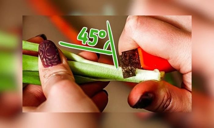 Mua, cắt tỉa và chuẩn bị hoa vạn thọ