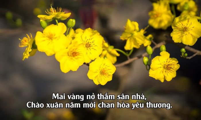 Gây ấn tượng với mọi người bằng những bài thơ đăng ảnh 29 Tết