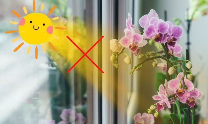 Làm sao để hoa lan có thể tươi lâu trong những ngày Tết?