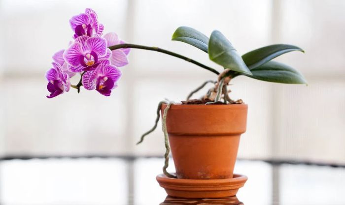 Mẫu cắm hoa lan ngày Tết thanh lịch, đẹp mắt và thu hút
