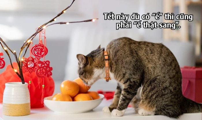 Caption hài hước, dí dỏm đăng ảnh 29 Tết thu hút tương tác