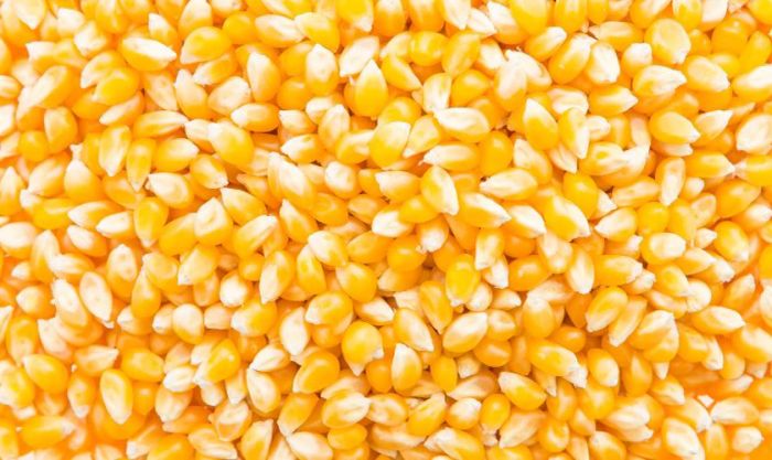 Hạt bắp mang ý nghĩa phong thủy tích cực và thường được dùng trong lễ cúng Thần Tài