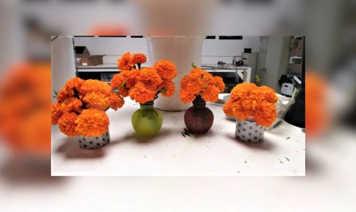 Cách cắm nhiều bình hoa vạn thọ cùng lúc