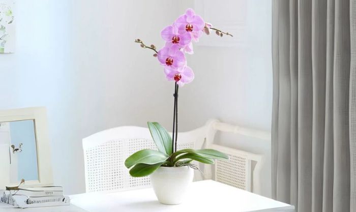 Cắm hoa lan ngày Tết với một cành đơn giản