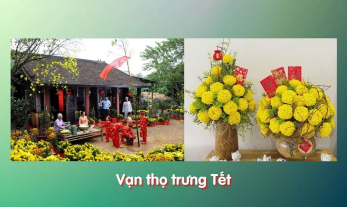 Có nên cắm hoa vạn thọ trong ngày Tết không?
