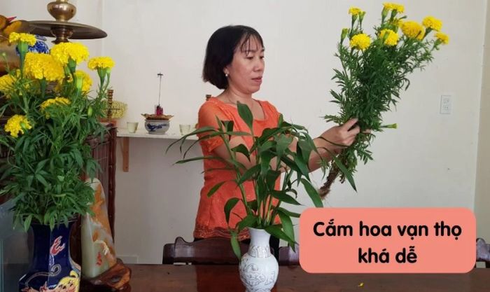 Cắm hoa vạn thọ trong dịp Tết có khó khăn không?