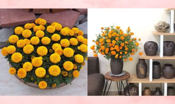 Cách cắm hoa vạn thọ ngày Tết theo kiểu tỏa đều sum suê