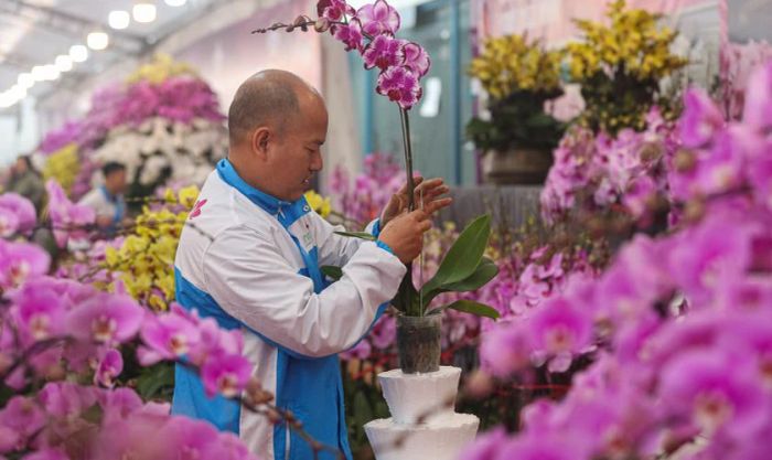 Cắm hoa lan ngày Tết có khó không?