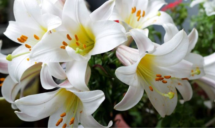 Không nên chọn hoa ly để cúng Thần Tài