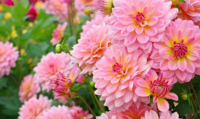 Hoa thược dược là biểu tượng của sự sung túc, hạnh phúc và ổn định.