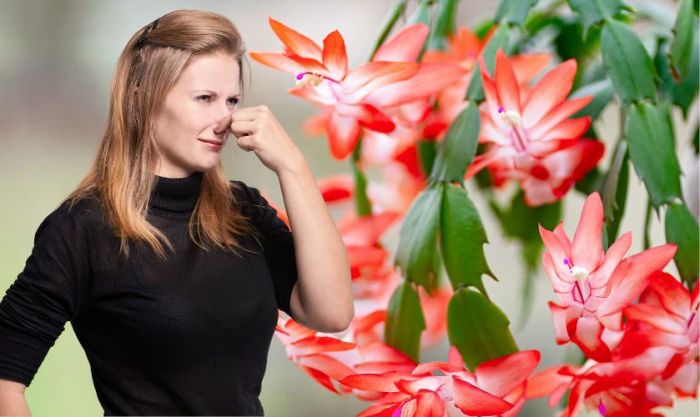 Những loài hoa có mùi hôi không nên đặt để cúng Thần Tài