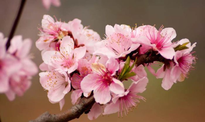 Biểu tượng Tết miền Bắc chính là hoa đào