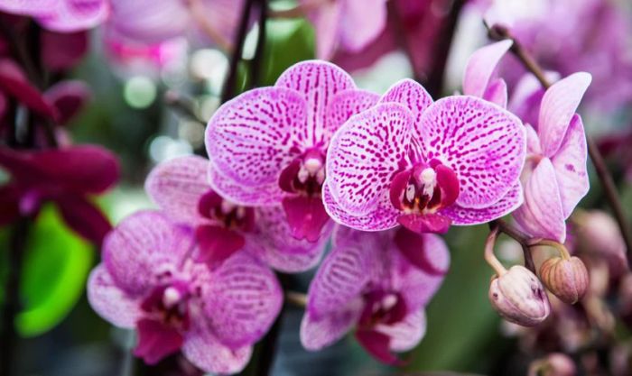 Hoa phong lan không thích hợp để cúng Thần Tài Thổ Địa