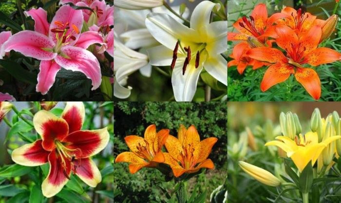 Chọn hoa ly đơn sắc hoặc nhiều màu