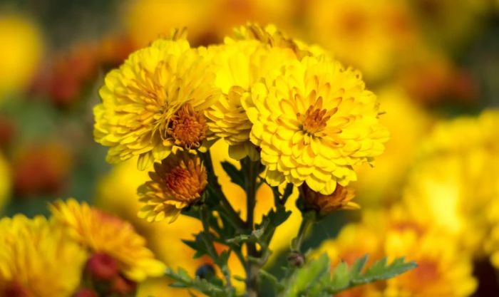 Hoa cúc rất phù hợp để cúng Thần Tài, Thổ Địa