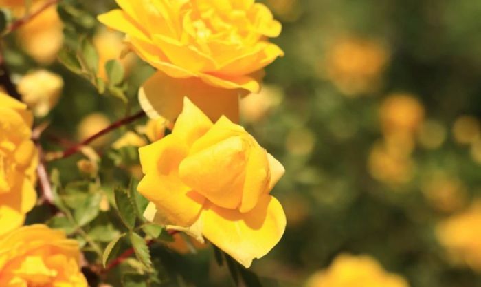 Hoa hồng vàng mang lại thông điệp về sự giàu có, sung túc và phú quý, là dấu hiệu của tài lộc và thịnh vượng.