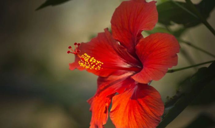 Không dùng hoa dâm bụt cúng Thần Tài