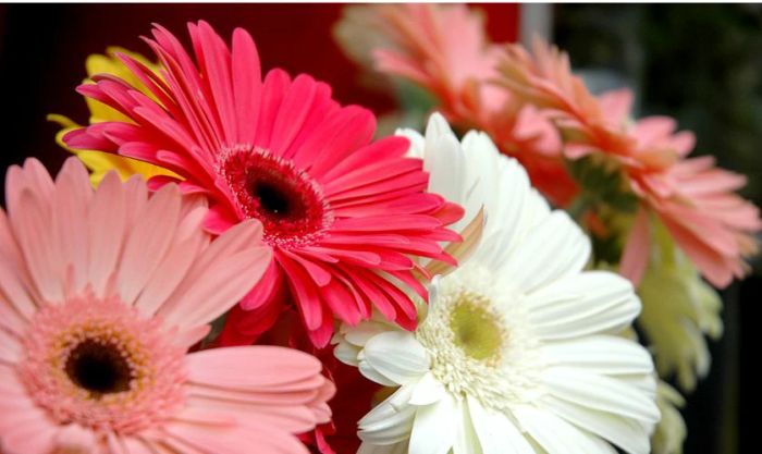 Hoa đồng tiền là hình ảnh biểu tượng nổi bật của sự giàu có và thịnh vượng.