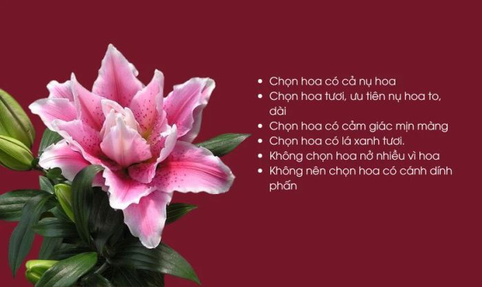 Mẹo chọn hoa ly ngày Tết đẹp dáng và tươi lâu