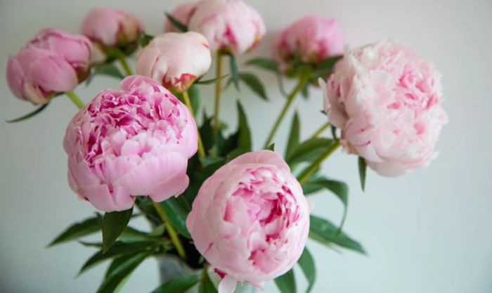 Mẫu đơn là biểu tượng của sự giàu có, thịnh vượng và hạnh phúc trọn vẹn