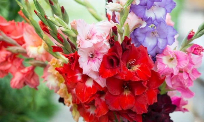 Hoa lay ơn dâng lên Thần Tài