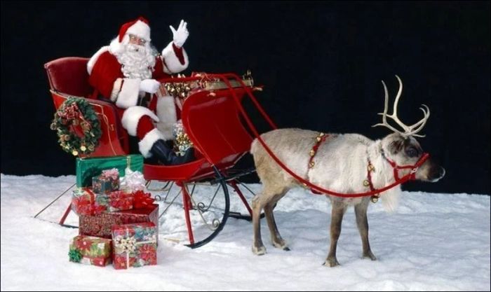 Hình ảnh ông già Noel cưỡi tuần lộc ngoài đời thực