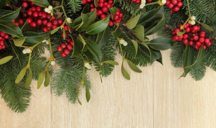 Hình ảnh cây tầm gửi Giáng sinh dễ thương và lôi cuốn