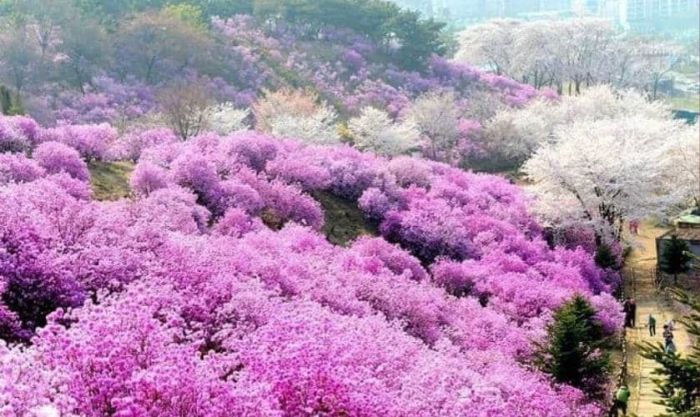 Sapa luôn là điểm đến trong mơ của vô số du khách
