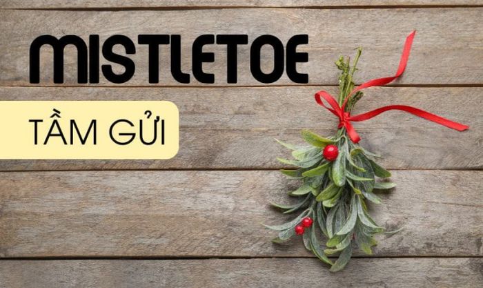 Cây tầm gửi Giáng sinh trong tiếng Anh là gì?
