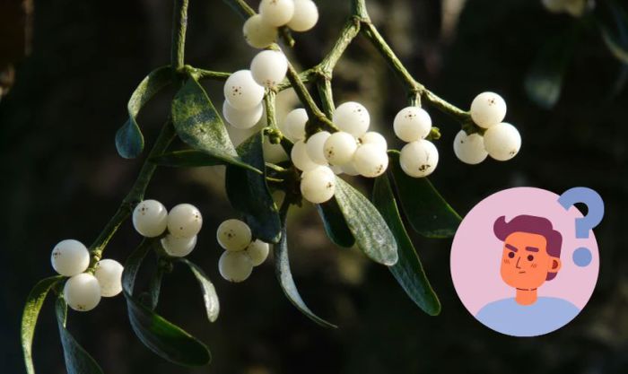 Cây tầm gửi Giáng sinh là gì?