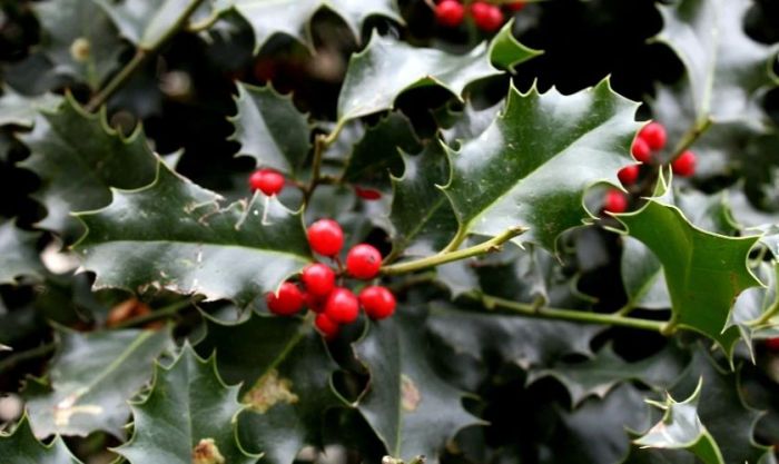 Hình ảnh cây tầm gửi Giáng sinh đẹp và ấn tượng nhất