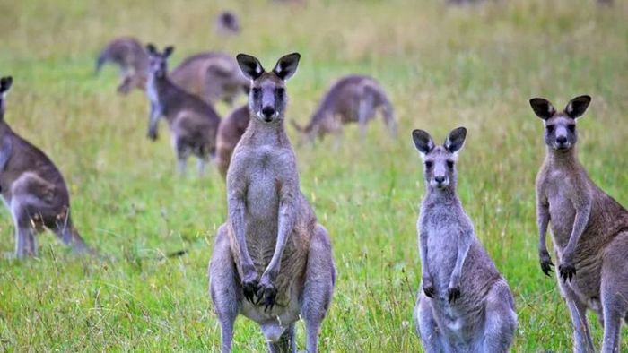 How much does it cost to travel to Australia? Top tips for budget-friendly travel
