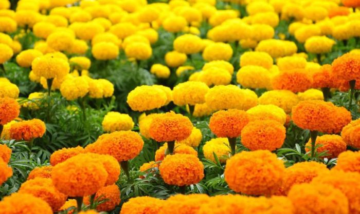 Hoa vạn thọ - Biểu tượng của trường thọ và sự tôn kính
