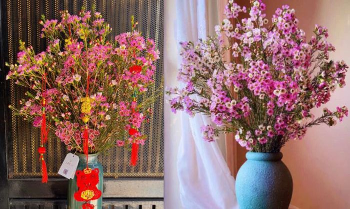 Hoa thanh liễu - Biểu tượng của may mắn và sự uyển chuyển