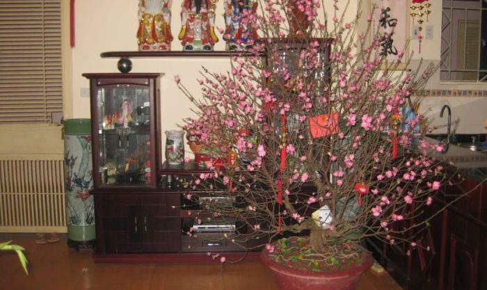 Hoa đào - Linh hồn của mùa xuân