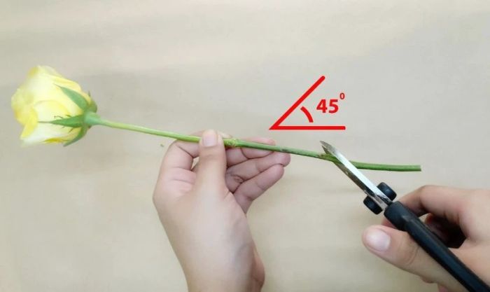 Mẹo giữ hoa trang trí Tết tươi lâu
