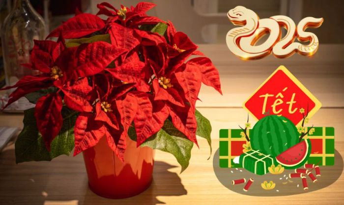 Hoa trạng nguyên - Biểu tượng của sự thành công và học vấn