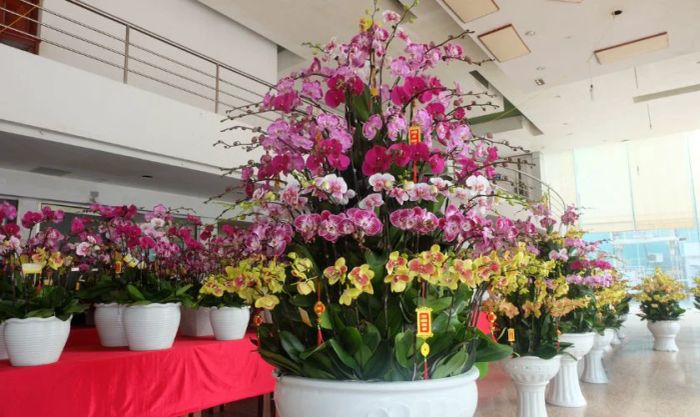 Hoa lan trang trí Tết - Vẻ đẹp thanh lịch và quý phái