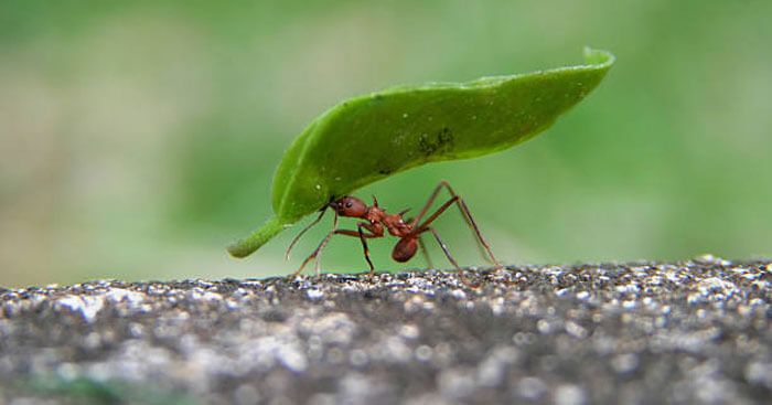 Giải thích câu tục ngữ Có chí thì nên