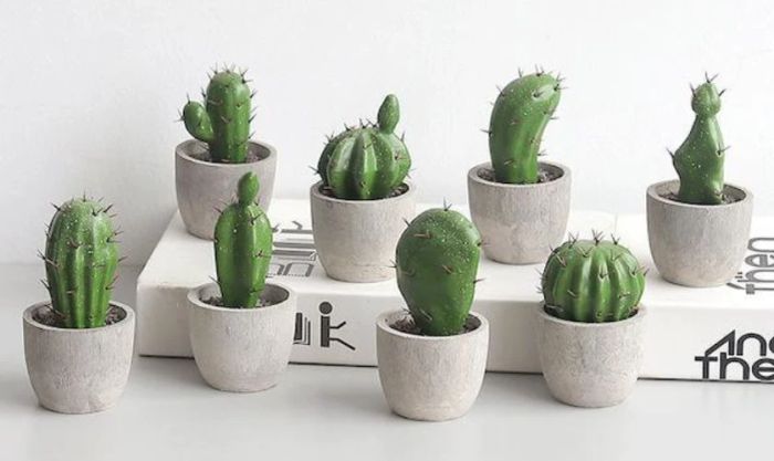 Tặng chậu hoa mini hoặc cây cảnh để bàn cho đồng nghiệp