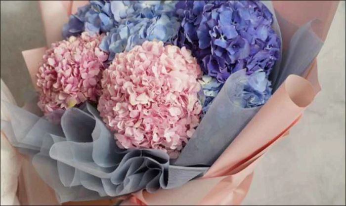 Hoa cẩm tú cầu - biểu tượng của sự chân thành và thấu hiểu với sắc hồng ngọt ngào