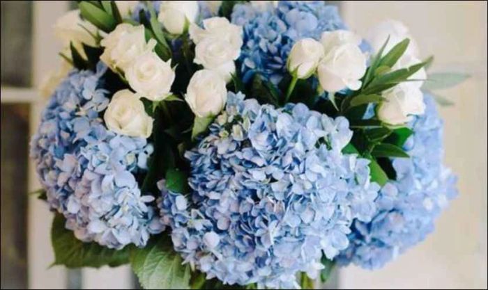 Hoa cẩm tú cầu - biểu tượng của sự chân thành và thấu hiểu đẹp nhất