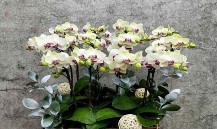 Hoa lan - sự sang trọng và đẳng cấp trong Ngày Quốc tế Đàn ông