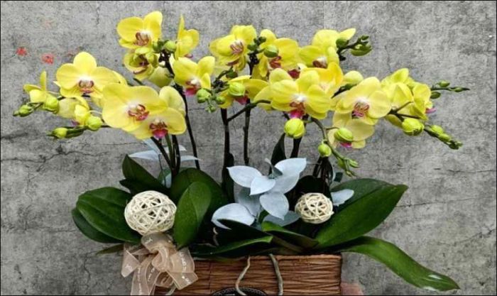 Hoa lan - sự sang trọng và đẳng cấp