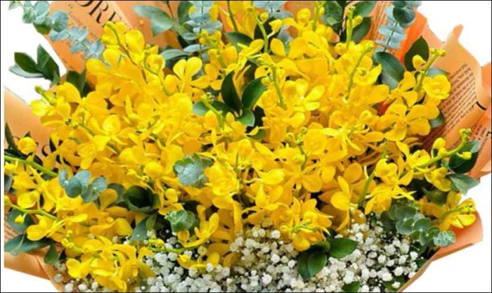Hoa lan - sự sang trọng và đẳng cấp với sắc vàng rực rỡ